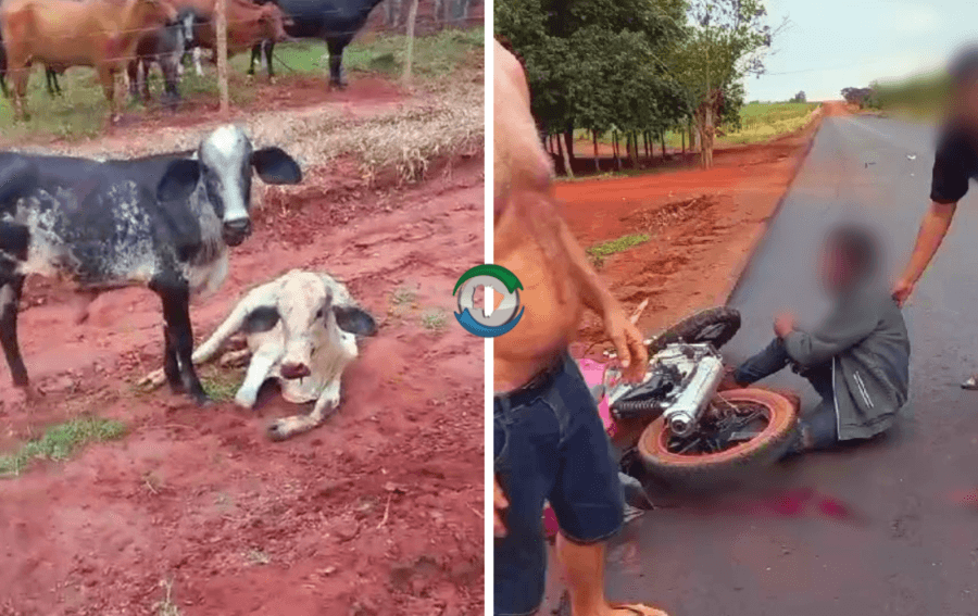 Motociclista morre após colidir em bezerro solto em rodovia perto do Capão Bonito