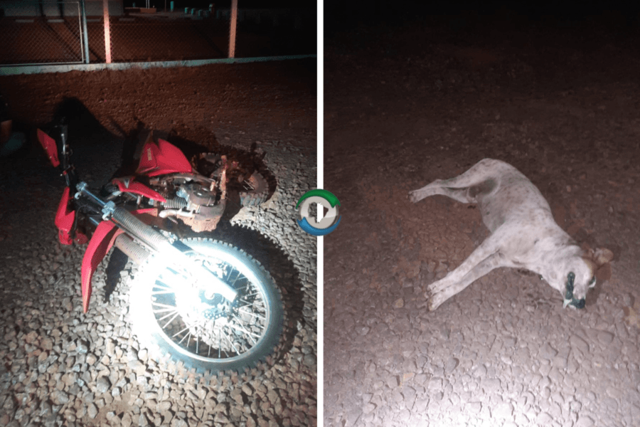 Adolescente é apreendido após matar cachorro durante tentativa de fuga da PM