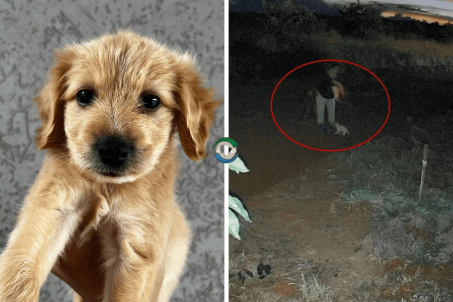 Câmera de segurança registra abandono de cãozinho no Bairro Vival dos Ipês