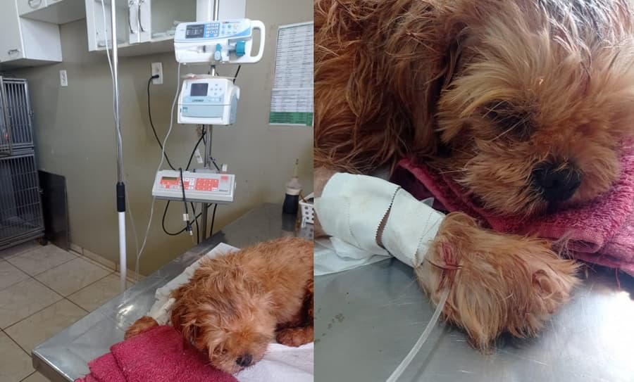 Cachorro sofre traumatismo craniano após ser arremessado contra o muro em Maracaju