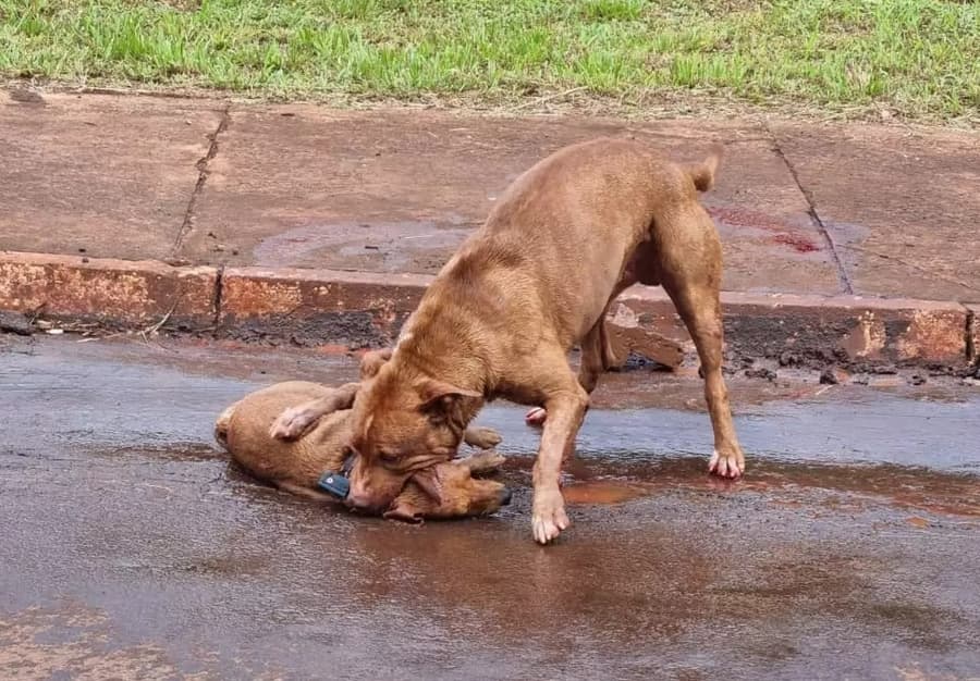 Em Maracaju, cachorrinho defende gestante de Pit Bull e acaba atacado por ele