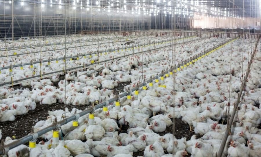 Sidrolândia segue como principal produtor de frango de corte em MS com 26%