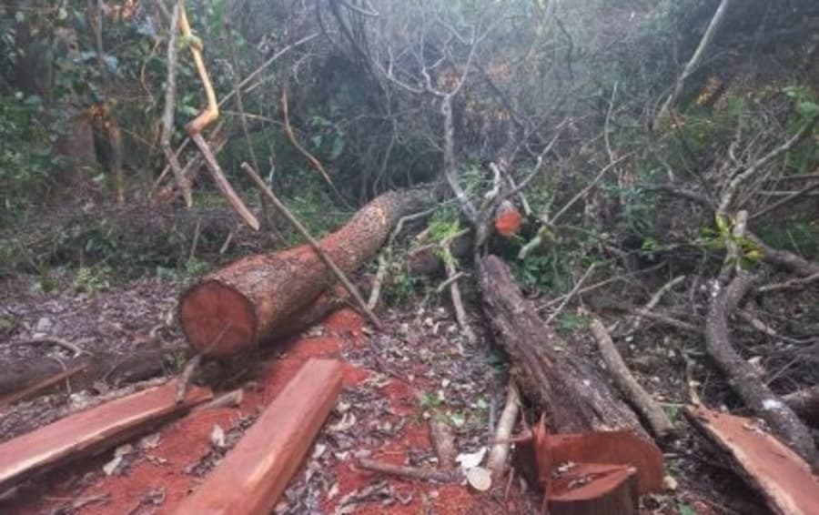 PMA autua fazendeiro em R$ 16,8 mil por derrubar árvores ilegalmente em Maracaju