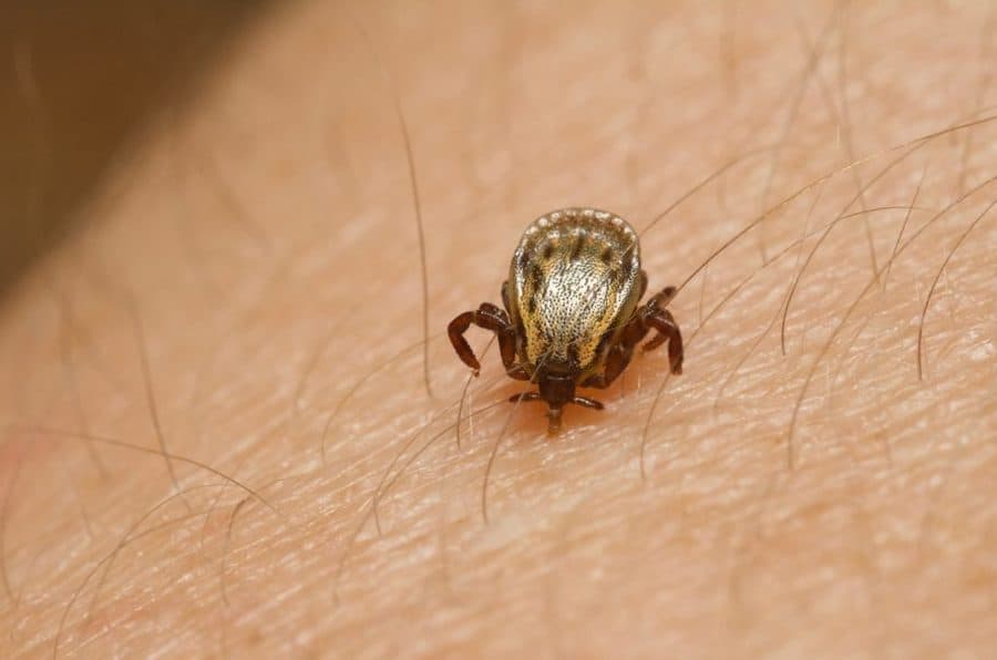 Com aumento no país, último registro de febre maculosa em MS foi há 5 anos em Sidrolândia