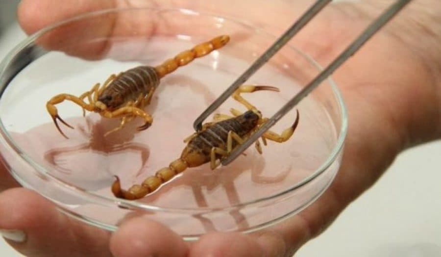 Com aumento da temperatura, SES alerta para acidentes com escorpiões em MS