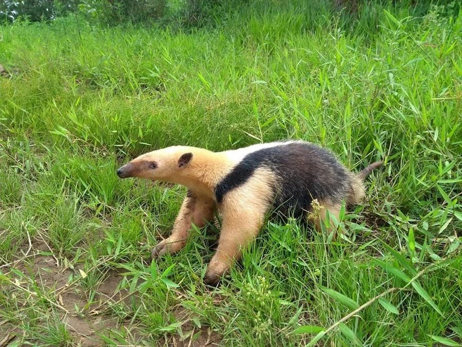 Em Sidrolândia, “Tamanduázinho” mata a sede em visita a morador do Alambari