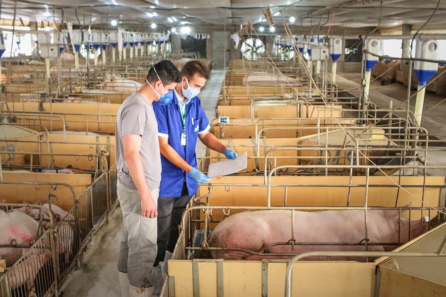 Com suinocultura, Sidrolândia vai receber mais de R$ 260 milhões em investimentos