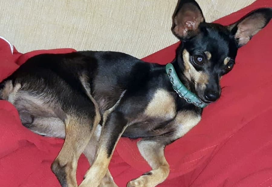 Crianças procuram por cachorrinha desaparecida no Bairro São Bento