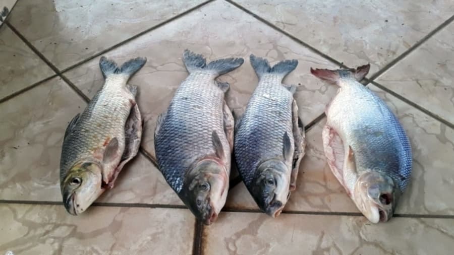 Jovem sidrolandense é multado pela PMA por transportar peixe ilegalmente em Anastácio