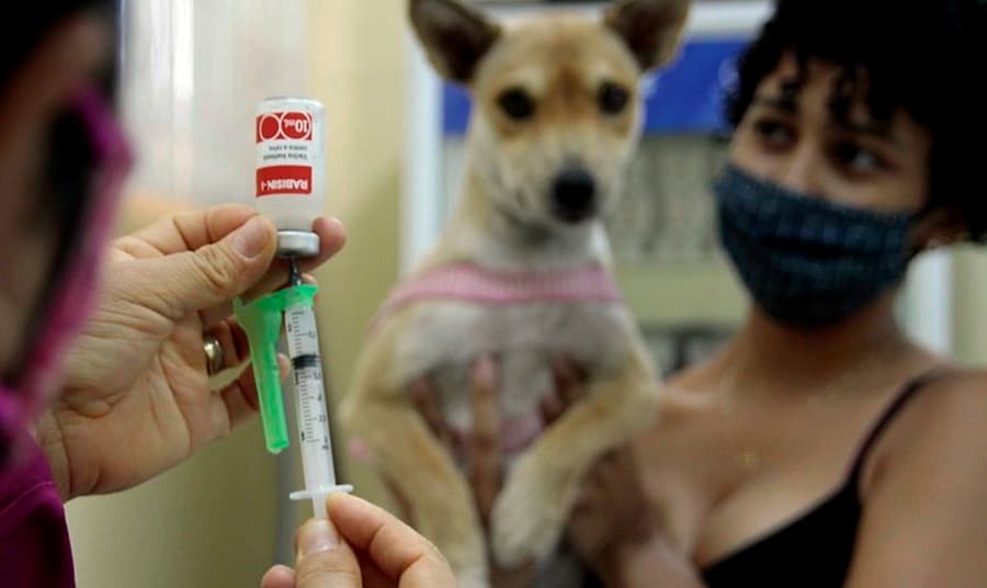Campanha de Vacinação Antirrábica para cães e gatos será realizada neste sábado