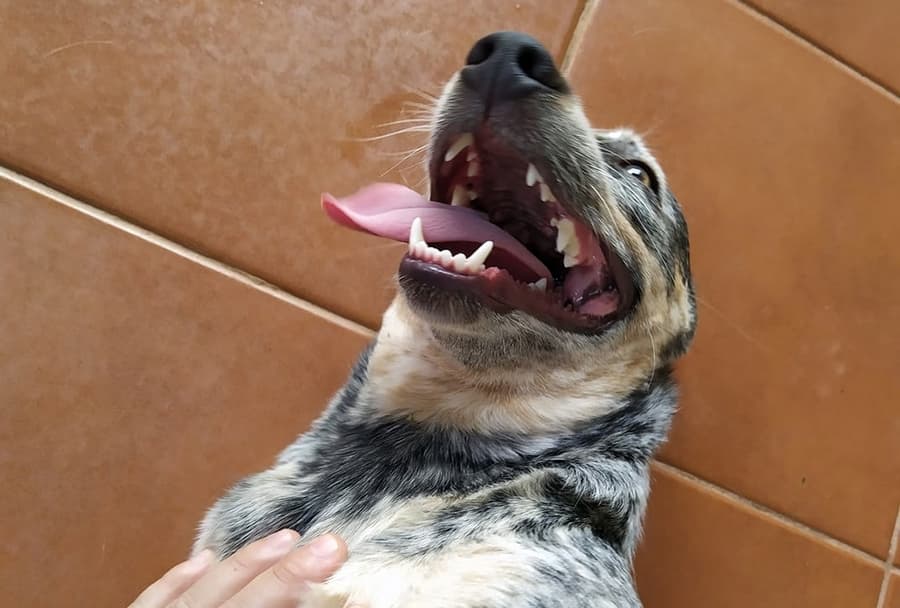 Após repercussão, cachorra Maya é devolvida a casal em Sidrolândia