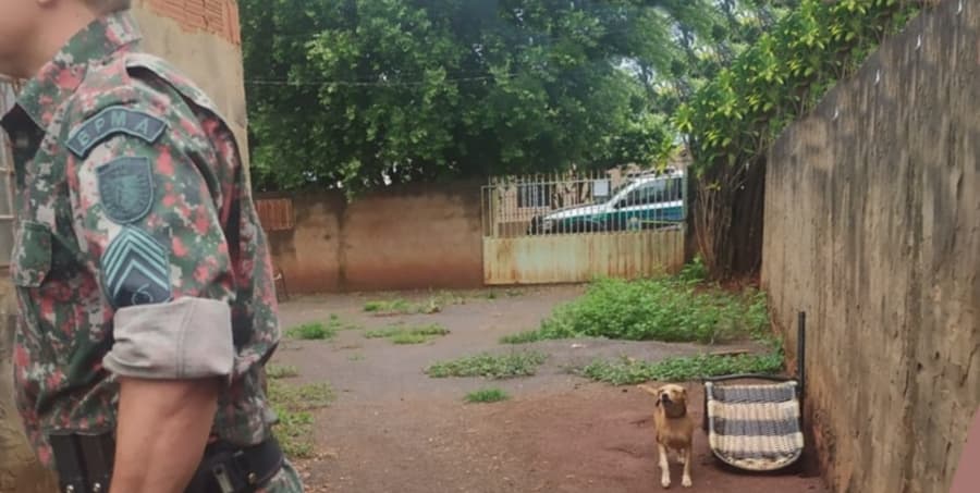 Após denúncia, PMA dá prazo de 10 dias para homem construir cobertura para cachorro