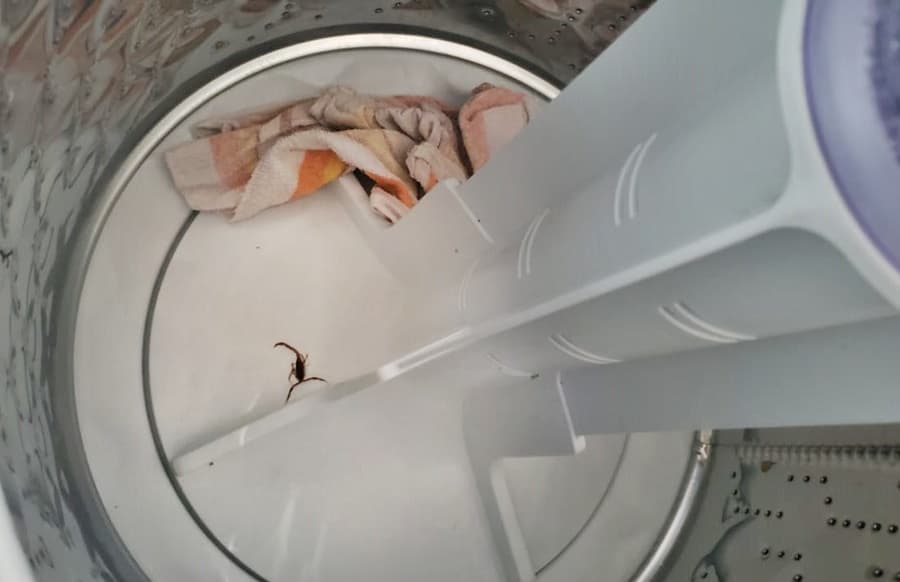 Moradores registram aumento no surgimento de escorpiões em Sidrolândia e Maracaju