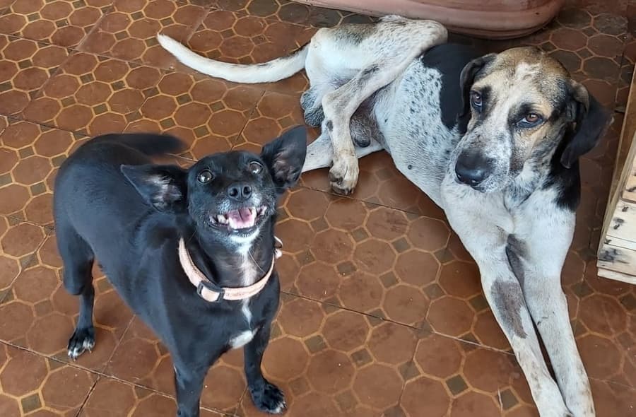 Com peças a partir de R$ 2 reais, bazar terá venda revertida para causa animal
