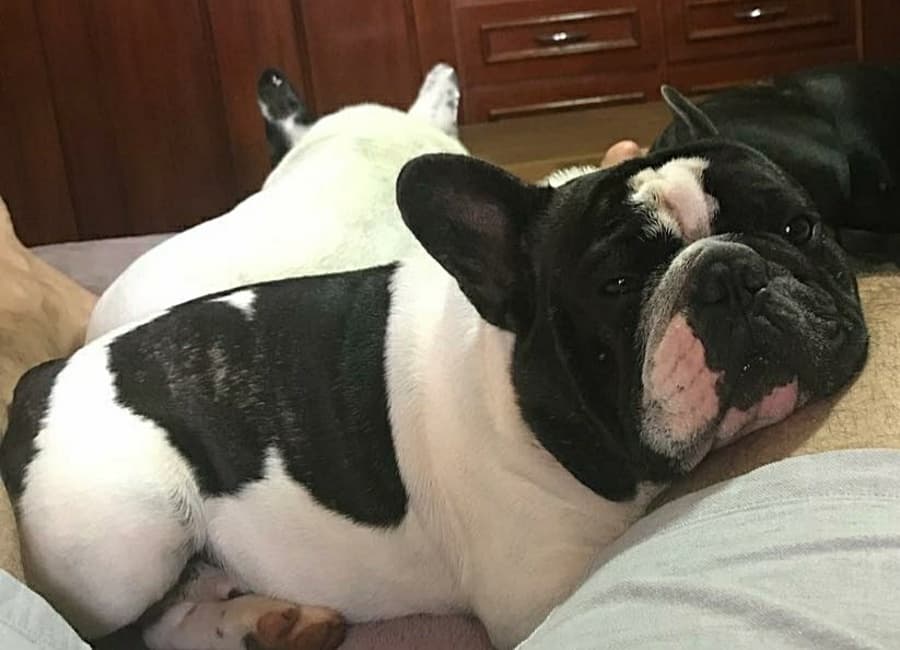 Família oferece R$ 3 mil de recompensa para quem encontrar cachorro desaparecido