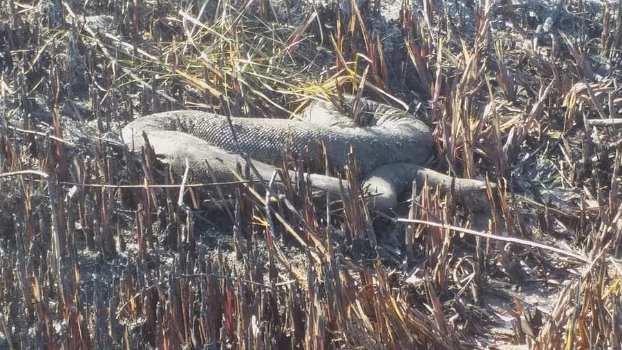 Sucuri de 5 metros é encontrada queimada no Banhado do Rio do Prata
