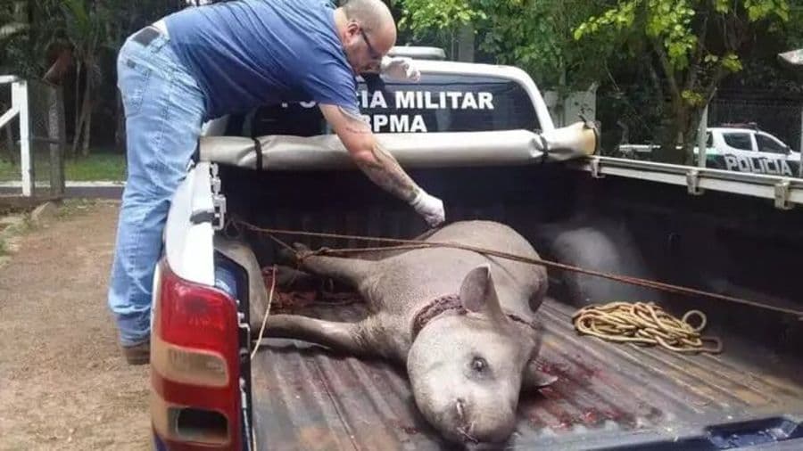 Polícia Militar Ambiental resgata anta de 150 kg em armadilha em Sidrolândia
