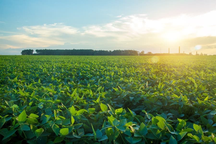 Maracaju é o município mais rico do agronegócio do Mato Grosso do Sul e o 8º do país