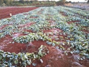Geada congela hortaliças e preço dos produtos deve subir em Sidrolândia