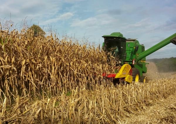 Com safra recorde em MS, Maracaju e Sidrolândia lideram ranking de produção de milho