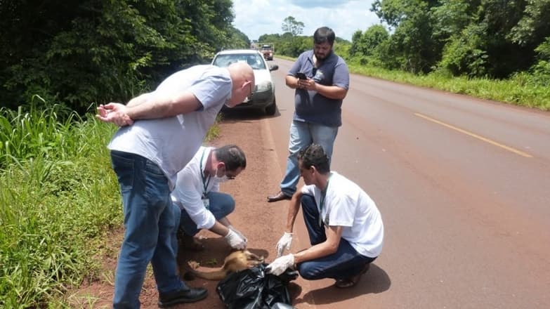 Exames descartam febre amarela em macacos encontrados mortos em Maracaju