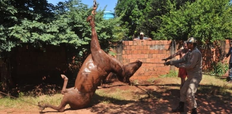 Ao desviar de carro, jovem cai com cavalo dentro de fossa no Portal da Lagoa
