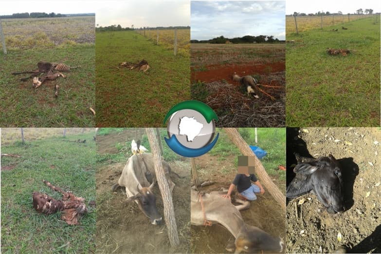 Produtor Rural denuncia uso ilegal de agrotóxicos no P.A Vista Alegre