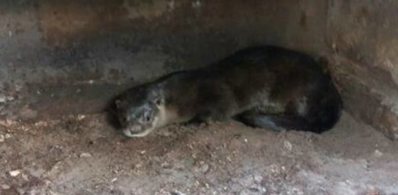 Caso inédito: lontra é encontrada ‘passeando’ em bairro da Capital