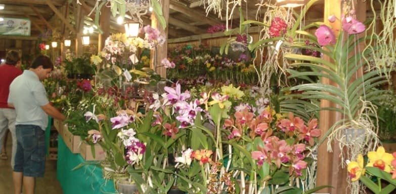 Festival com Orquídeas e Rosas do Deserto será realizado no dia 9 em Maracaju