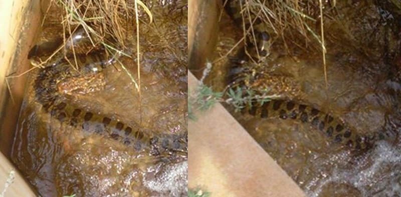 Vídeo: Moradores filmam Sucuri no Parque Ecológico Vale do Vacaria