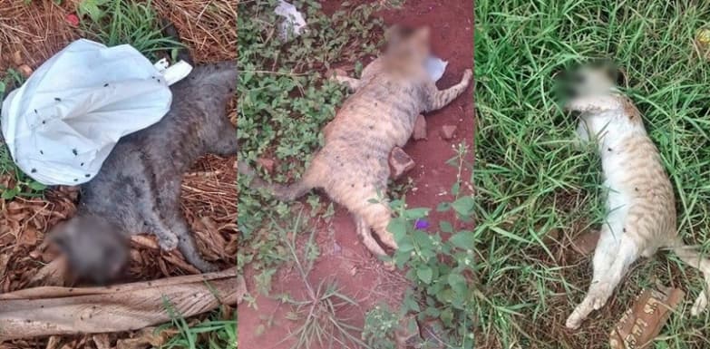 Abrigo denuncia matança em massa de gatos no Bairro Diva Nantes