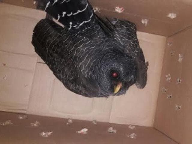 Espécie rara de coruja é capturada pela primeira vez em Campo Grande