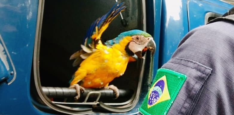 PRF socorre Arara Canindé com asa quebrada após ser atropelada por carreta