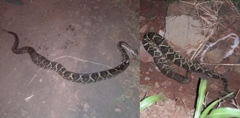 Moradora é surpreendida por cobra Cascavel ao chegar em casa no Jardim do Sul