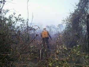 Com chamas de até 5 metros, queimada florestal espalha fumaça pela cidade