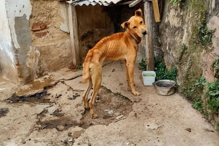 Moradora denuncia maus-tratos contra cães na Vila Olídia Rocha em Maracaju