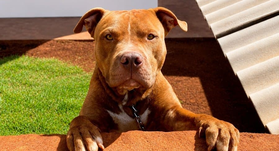 Lei estabelece uso obrigatório de focinheira e guia curta para cães de grande porte em locais públicos de Sidrolândia
