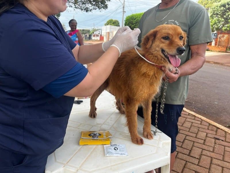 Prefeitura de Maracaju promove Semana de Conscientização e Combate à Leishmaniose com ações de prevenção e cuidado com animais