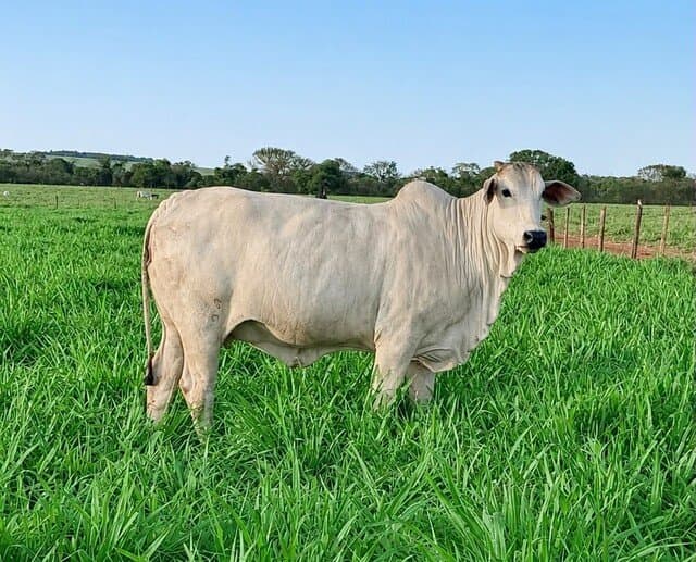 Nelore produzida em Maracaju é premiada entre os melhores animais do Brasil na ExpoGenética 2026