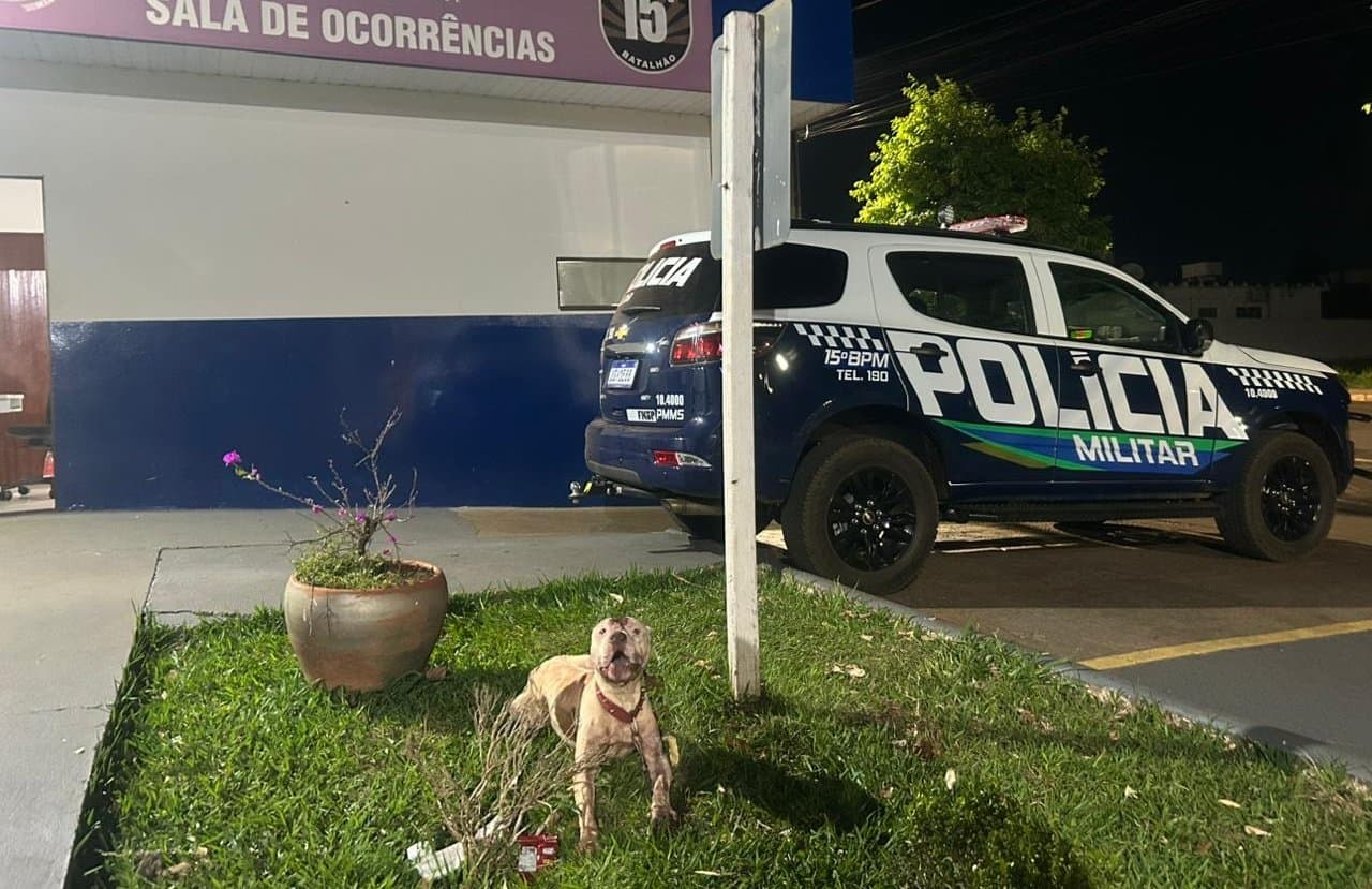 Pitbull solto puxa cachorro pelo portão, mata animal e mobiliza PM em Maracaju