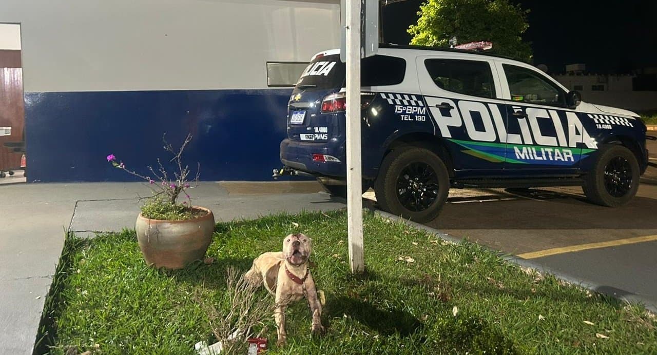 Pitbull solto puxa cachorro pelo portão, mata animal e mobiliza PM em Maracaju