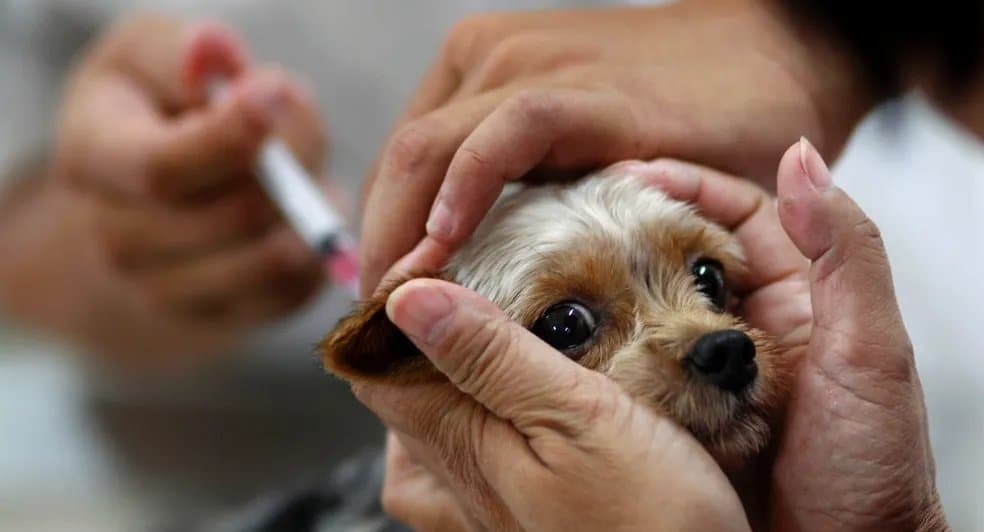 Dia D da vacinação antirrábica será neste sábado em 12 pontos de Sidrolândia