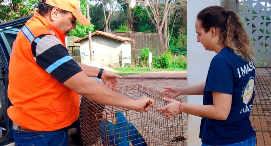 Defesa Civil e Corpo de Bombeiros atuam no resgate de animais silvestres em Sidrolândia