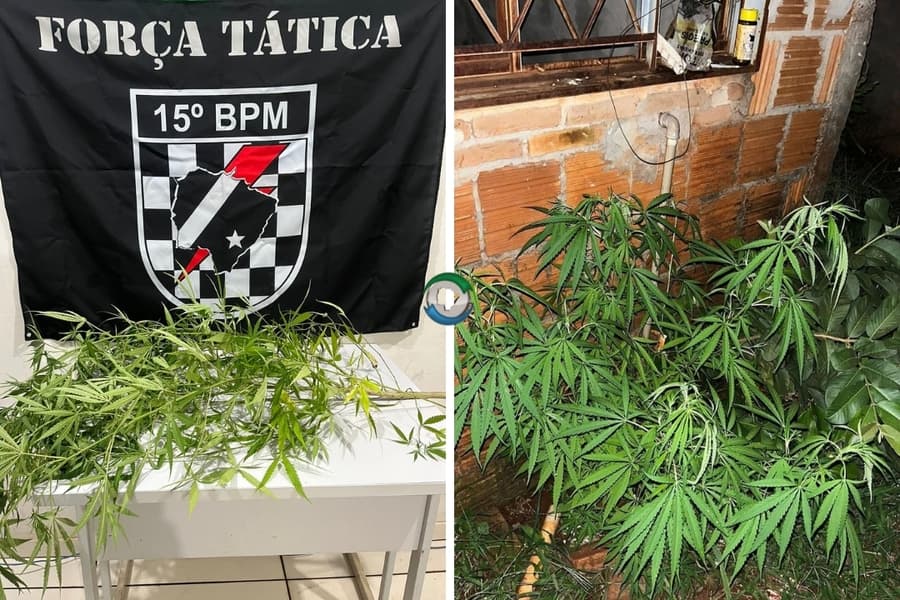 Em Maracaju, homem é preso após ser flagrado cultivando "pés de maconha"