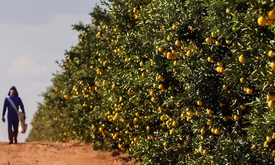 Uma das empresas que mais produz suco de laranja no mundo confirma investimento de meio bilhão de reais em Sidrolândia