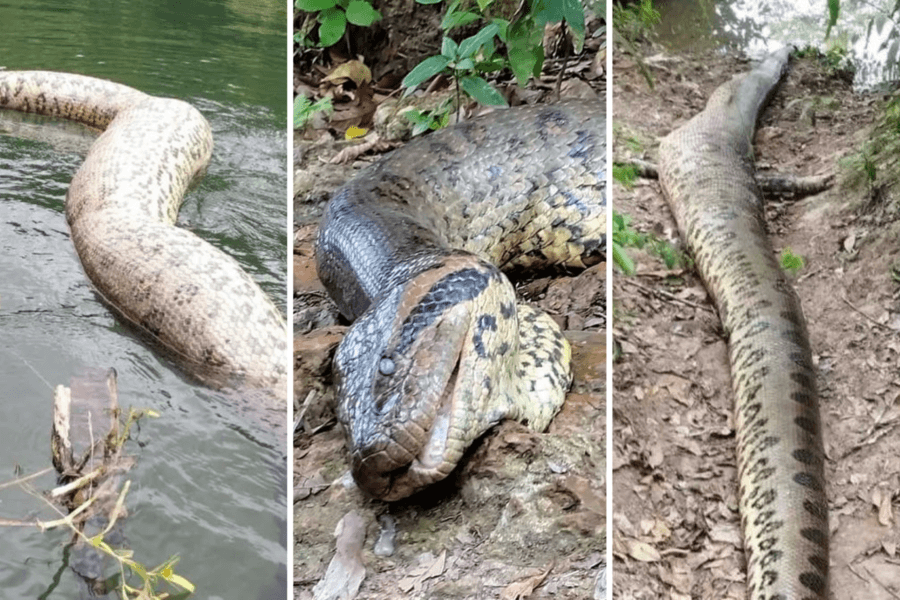 Segundo biólogo, sucuri encontrada morta em Bonito era a maior do mundo