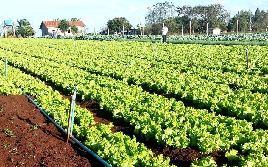 Agricultura Familiar de Sidrolândia e mais 7 municípios comercializou 2,4 mil toneladas de alimentos