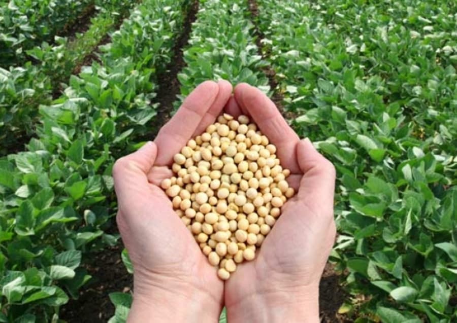Maracaju e Sidrolândia aparecem entre os maiores produtores de soja do País