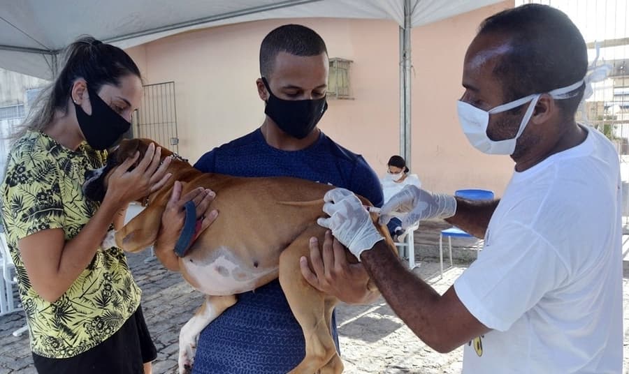 Prefeitura de Maracaju inicia campanha de vacinação antirrábica