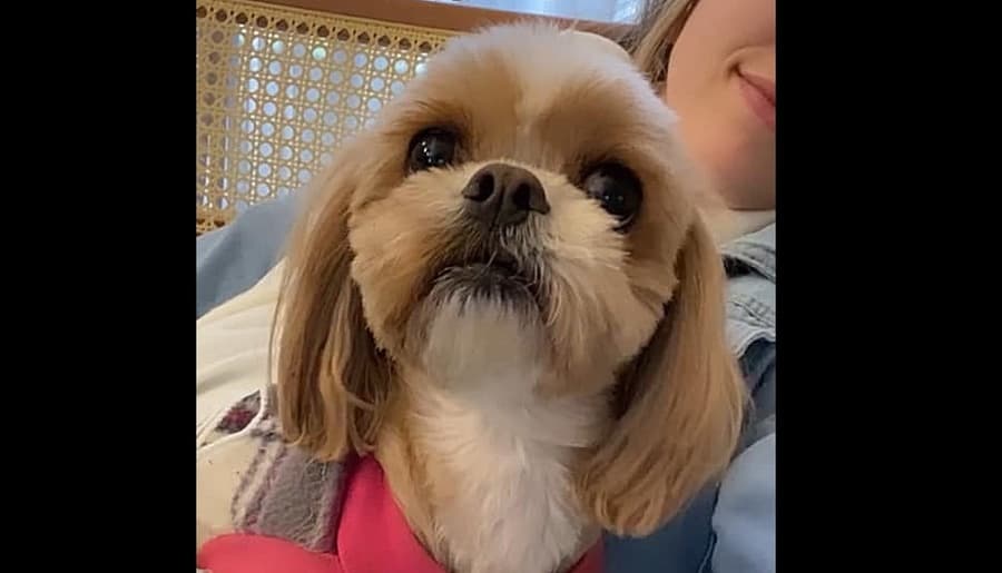 Família oferece R$ 800 de recompensa para quem encontrar Shih Tzu desaparecida